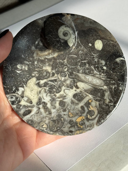 Ammonite Fossil Bowls