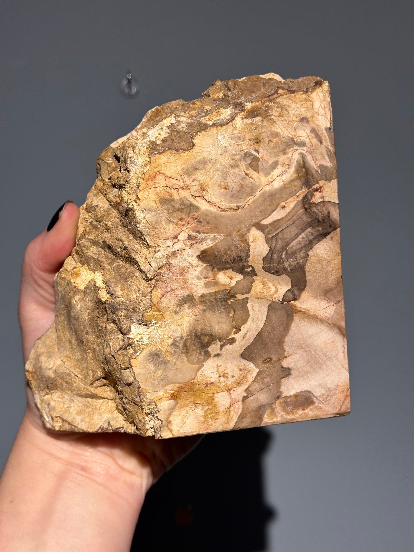 Petrified Wood Block B