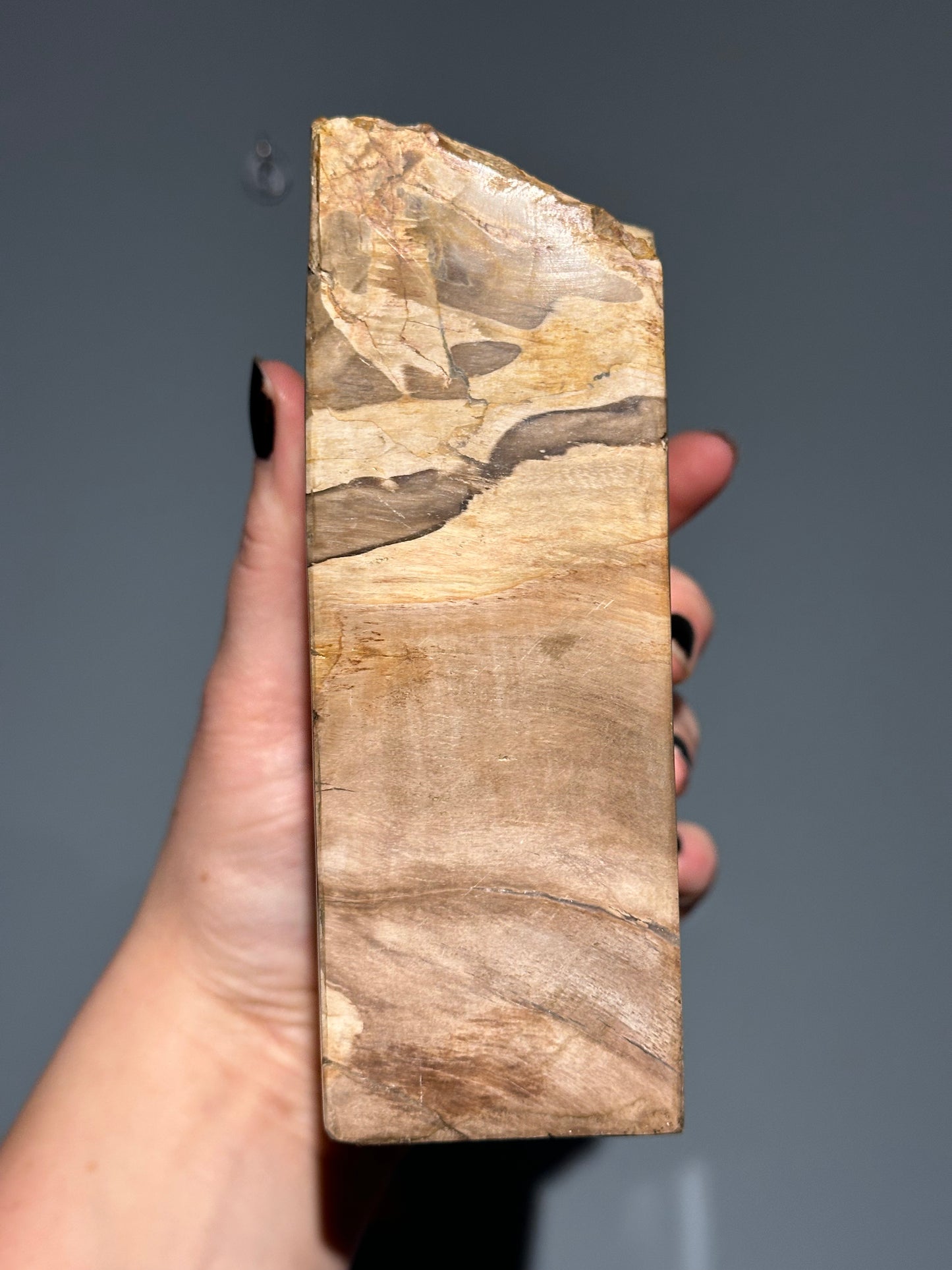 Petrified Wood Block B