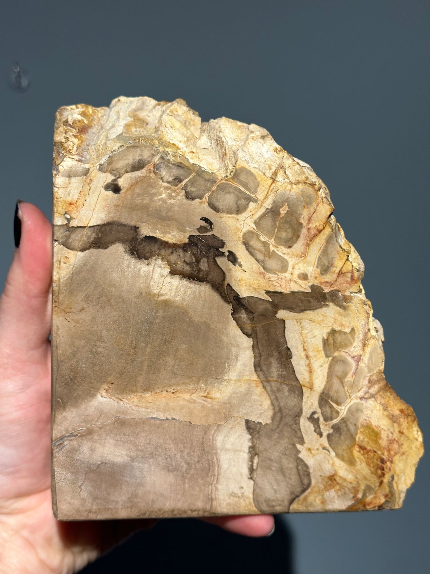 Petrified Wood Block B