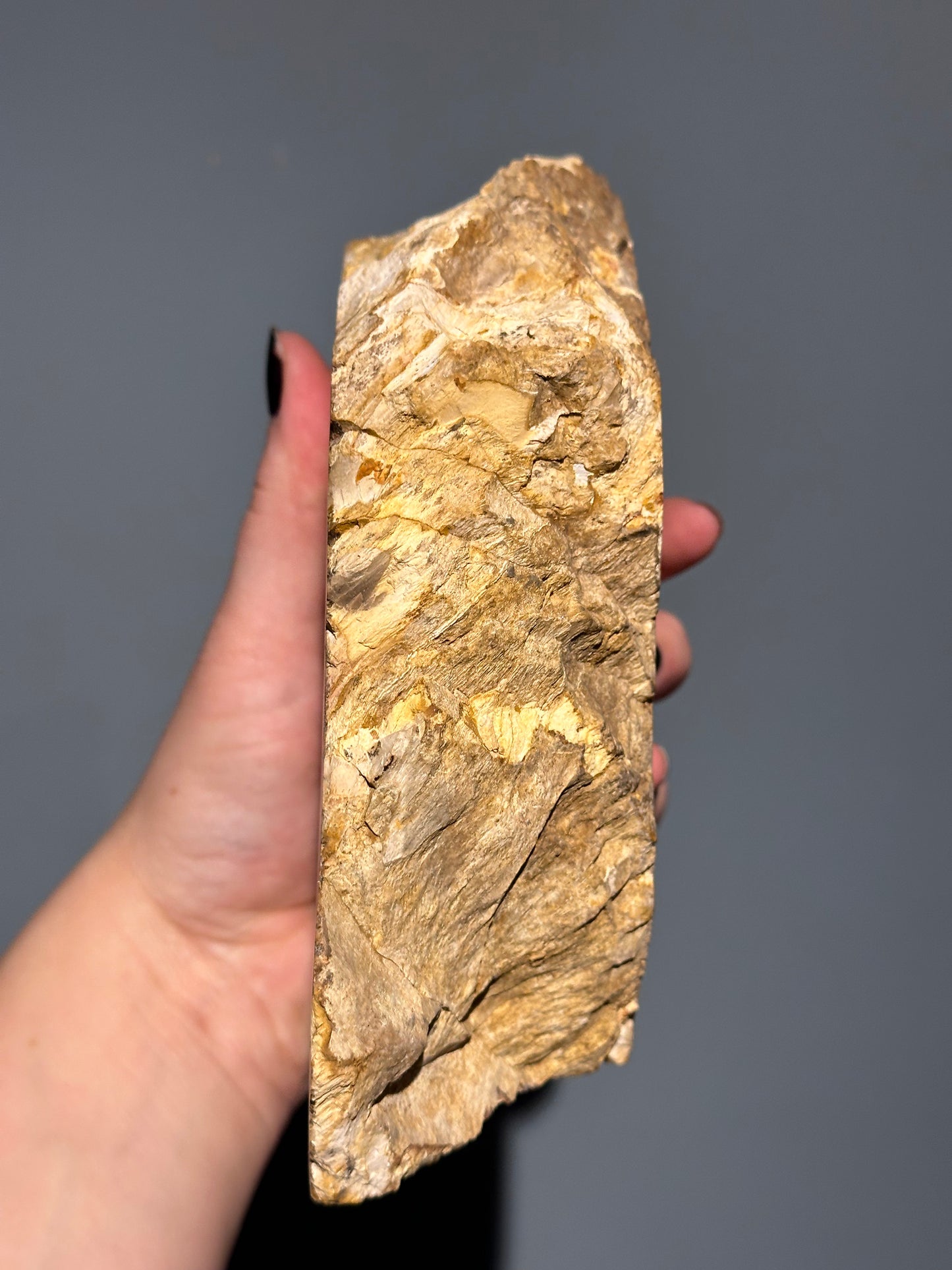 Petrified Wood Block B